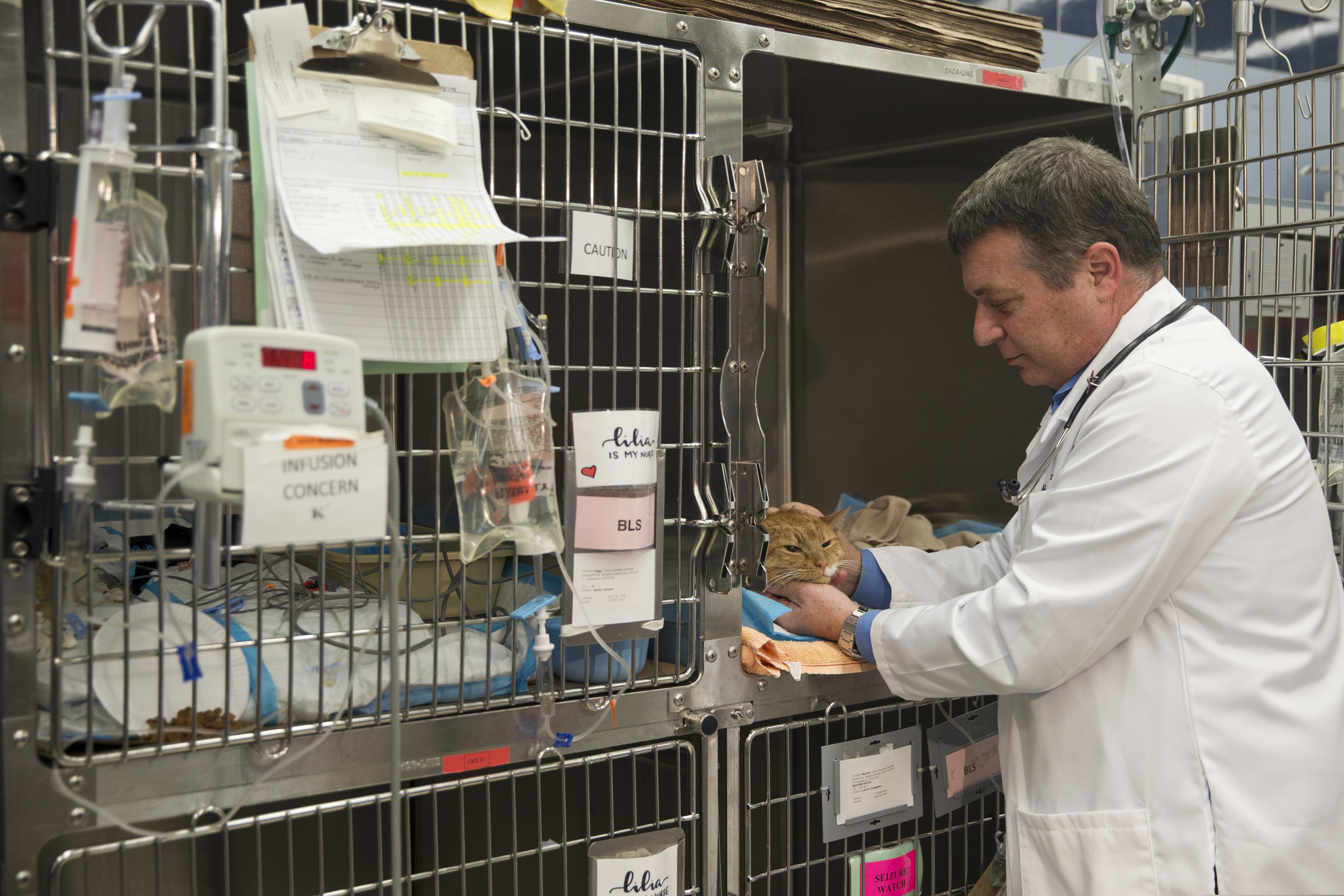 FILE - In this Friday, May 20, 2016, file photo, Dr. Richard Goldstein, chief medical officer at the Animal Medical Center, checks on one of his patients at the hospital's clinic in New York. When asked his feeling about declawing cats, Goldstein said that veterinarians don't like the procedure but it's better than the alternatives of housing the cat in a shelter or putting it to death. New York state would be the first state in the nation to ban the declawing of cats under legislation scheduled for a vote Tuesday, June 4, 2019. (AP Photo/Mary Altaffer, File)