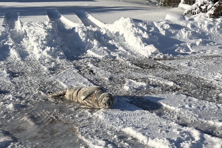 A Grey seal pup wandered off the beach in Harvey Cedars and ended up in the middle of Long Beach Boulevard on Tuesday, Feb. 24, 2026, a day after a snowstorm dropped a foot and a half of snow on the island.