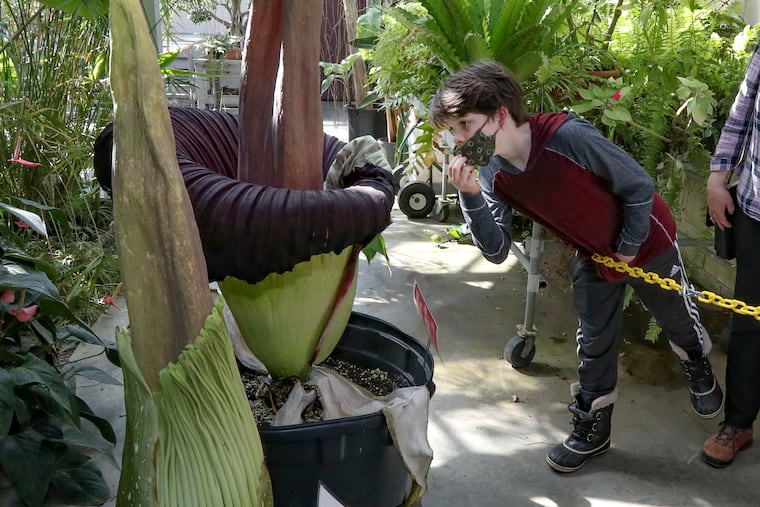 Kemper Bramblett, 13, from Plymouth Meeting, leans in to smell the Amorphophallus titanum “the corpse flower” that has bloomed with a flower to last just 36 hours.