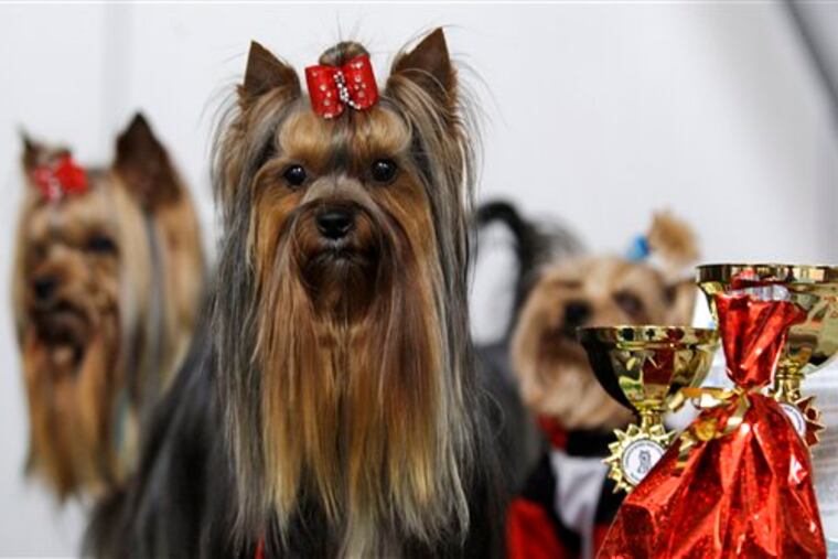 Yorkshire terriers take part in the 17th International dog exhibition in Prague, Czech Republic, Sunday, May 3, 2009. (AP Photo/Petr David Josek)