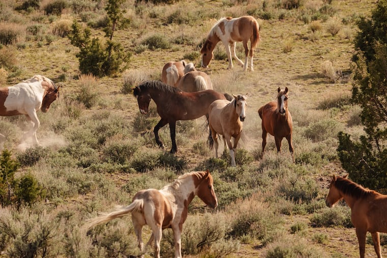 Wild horses graze in the South Steens Herd Management Area in Harney County, Ore., on April 18, 2026. A legal loophole allows the government to sell mustangs on the cheap, stripping them of protections and clearing their path to slaughter.