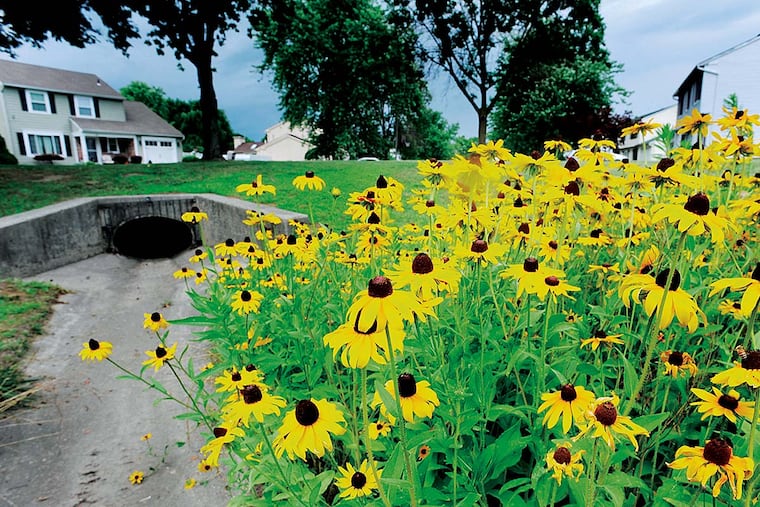 Homes near the intersection of Smithville and Powell Roads July 13, 2016 at one of four detention basins that Mount Holly and Eastampton just completed in a joint project to plant naturalized native flowers instead of grass. It is a savings for the township and better for water absorption, but people like the basin covered in flowers.