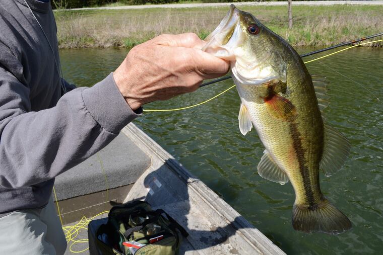 A fishers shows off a largemouth bass.
