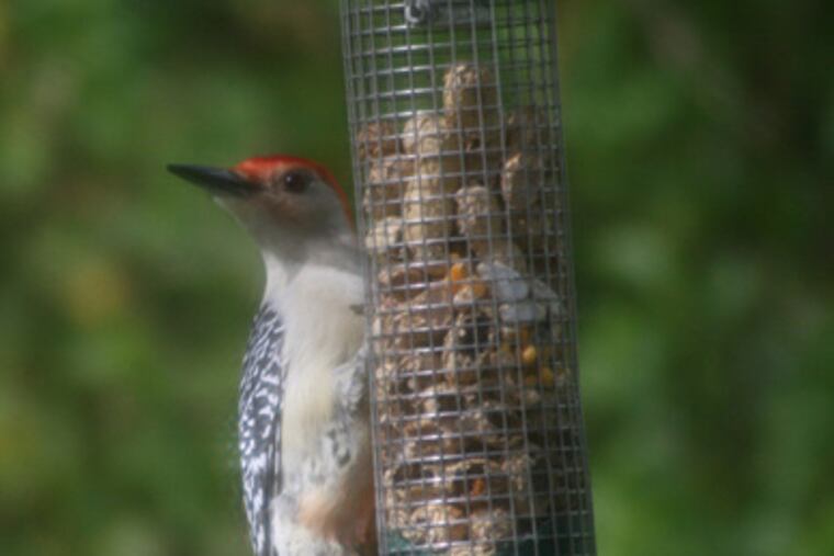 If you feed the birds, like this red-bellied woodpecker, they'll count on you all winter.