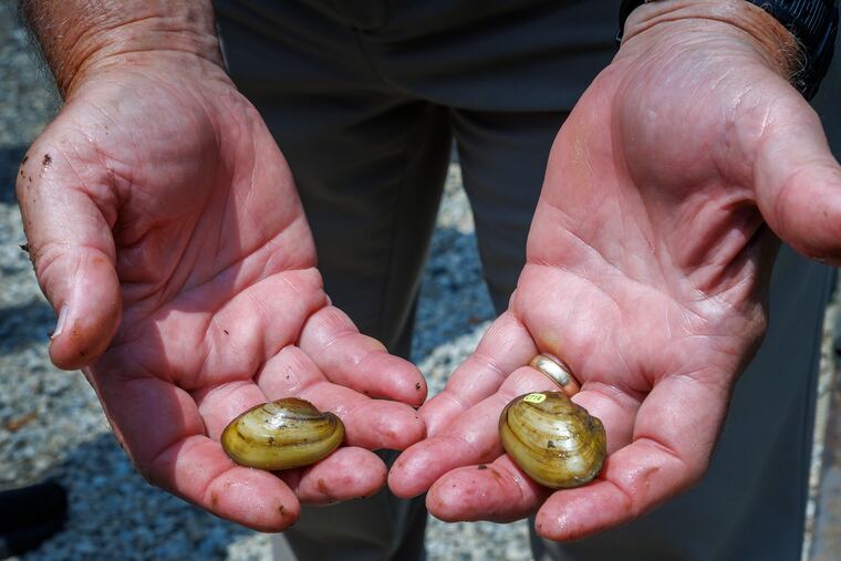 Roger Thomas, scientist with the Academy of Natural Sciences, Patrick Center, holding Yellow Lampmussel  removed from the Manayunk Canal at Cotton Street bridge, Philadelphia, Thursday, June 26, 2025.