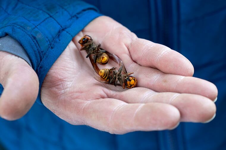 In this Oct. 24, 2020 photo, a Washington state Department of Agriculture worker holds two of the dozens of Asian giant hornets vacuumed from a tree in Blaine, Wash.