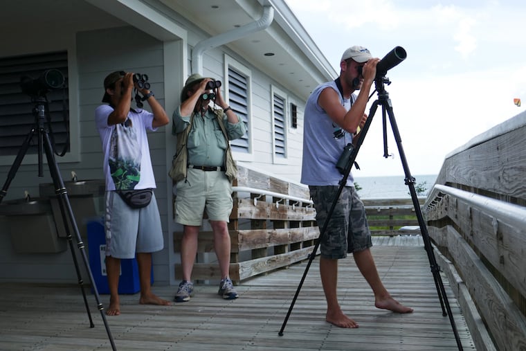 At the Florida Keys Hawkwatch at Curry Hammock State Park, a rare short-tailed hawk has spotters (from left) Luis Gles, Jeff Payne, and Chris Payne scanning the skies. (Photo: Richard Morin / Washington Post News Service)