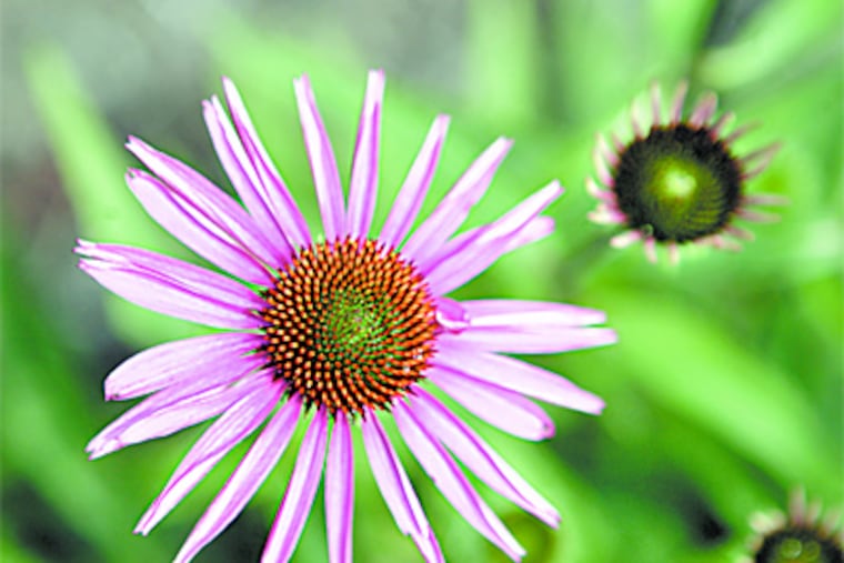 Echinacea purpurea 'Pica Bella' in bloom at Mount Cuba. ( Bonnie Weller / Staff photographer)