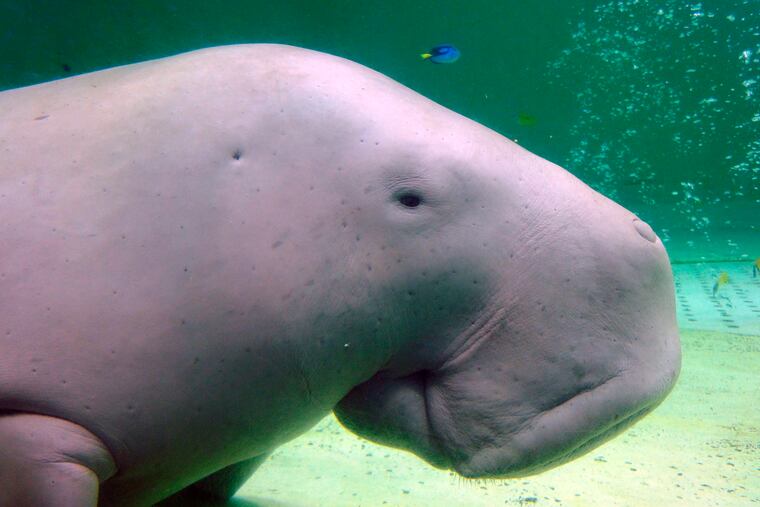 Serena, a dugong, swims at the Toba Aquarium in Toba, Japan on Sept. 5, 2012. Populations of the vulnerable species of marine mammal, numerous species of abalone and a type of Caribbean coral are now threatened with extinction, an international conservation organization said Friday, Dec. 9, 2022.