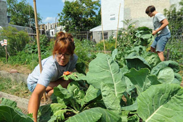 Volunteers Lindsay Stolkey (front), 24, and Katie Jordan, 29, prune out the collard-green bed at the Emerald Street Urban Farm in East Kensington. (Clem Murray / Staff Photographer)