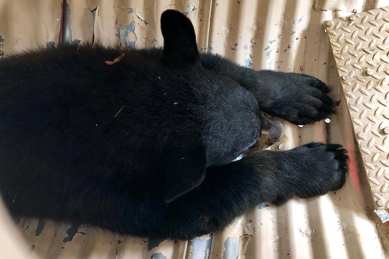The black bear is tranquilized inside a Pennsylvania Game Commission bear trap after he was captured in Roxborough Thursday. He will be transported and released near Hawk Mountain.