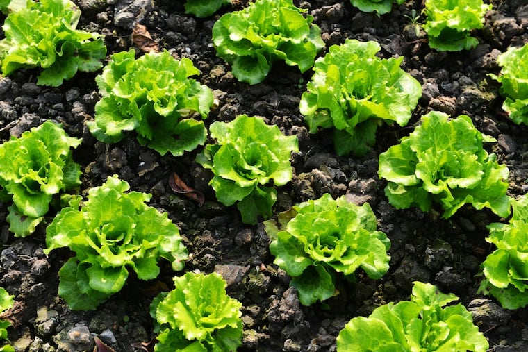 The monthlong outbreak of a virulent E. coli strain tied to romaine lettuce has now sent 42 people to hospitals in 19 states, according to federal officials.