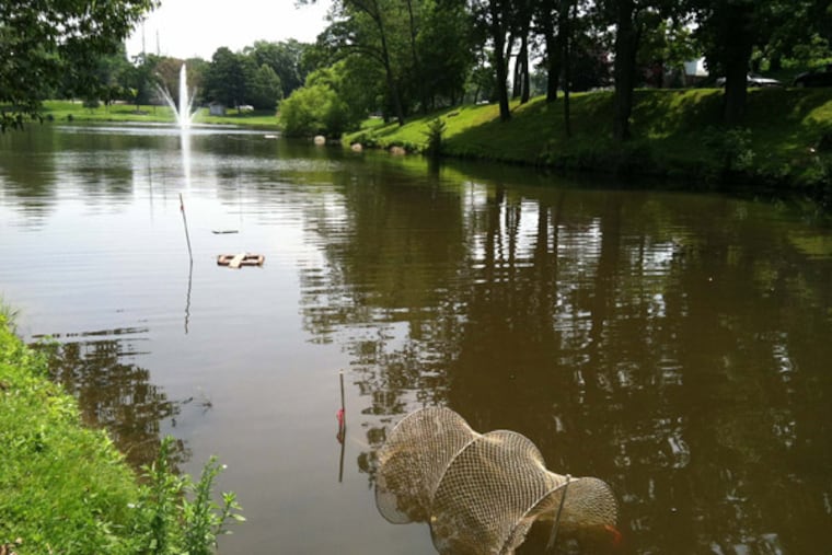 Traps used to catch the Eastern red-bellied turtle are seen in Eastlake Park in Ridley Park Borough. ( Mari Schaefer/Staff )