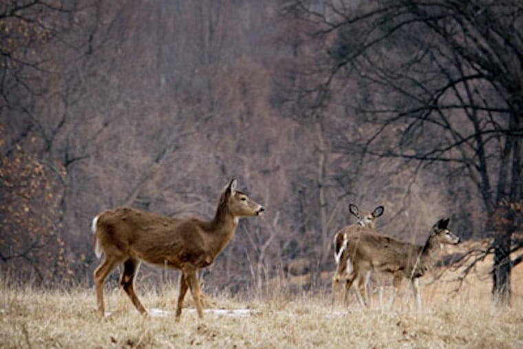 Deer graze in Valley Forge National Park recently. (Laurence Kesterson / Staff Photographer)