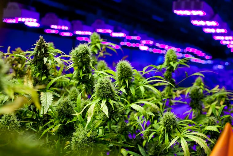 Don't trying growing this at home — the repercussions can vary greatly between Pennsylvania and New Jersey. This marijuana was grown, legally, at Compassionate Care Foundation, Egg Harbor Township, in 2014.