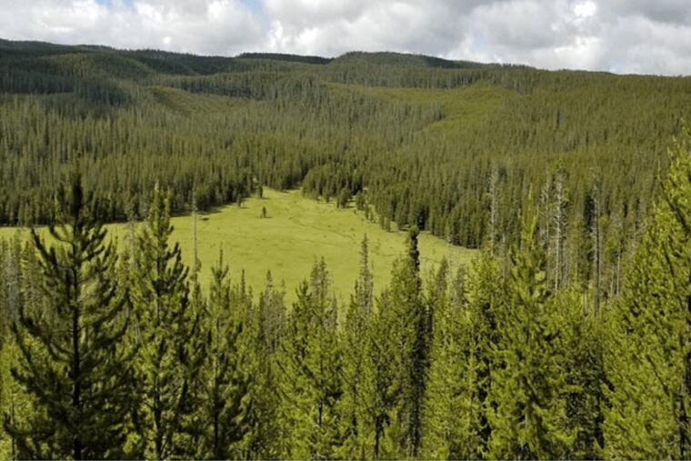 The songwriter and environmentalist Carole King writes that federal legislation to protect the Custer-Gallatin National Forest next to Yellowstone Park will "preserve wild places that will continue to give us a deep sense of our relationship to the universe."
