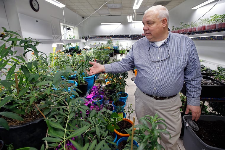 Steve Kanya inspects one of his grow rooms that hold hundreds of milkweed plants.
