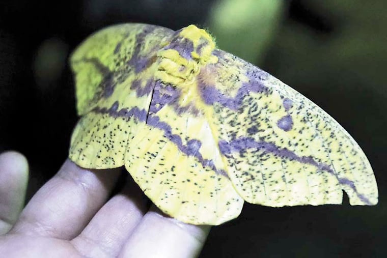 A female Imperial moth was attracted to Moth Mania at Bowmans Hill Wildflower Preserve in New Hope on July 23, 2014. A mercury vapor bulb was used to attract the moths to the hanging sheet. ABOUT MOTH MANIA: Join Elena Tartaglia, PhD to explore nighttime nature! This program is part of the citizen science project, National Moth Week (July 19-27, 2014). We’ll start the program with a presentation about the important role of moths in the ecosystem and then head out for up-close observation of the fascinating insects attracted to a black light in our meadow. All ages and experience levels are welcome.
National Moth Week (NMW) is a week-long, global mothing event to promote the understanding and enjoyment of moths and to raise awareness about biodiversity. NMW is a project of the Friends of the East Brunswick Environmental Commission (Friends of EBEC), a 501c-3 nonprofit organization. For more information about NMW, visit www.nationalmothweek.org ( ELIZABETH ROBERTSON / Staff Photographer )