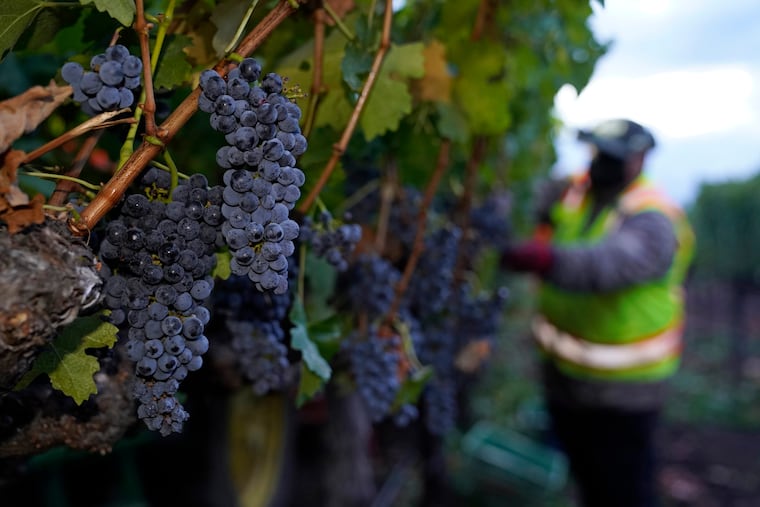 Cabernet sauvignon grapes are seen on the vine before being picked during harvest at Inglenook in Rutherford, Calif.