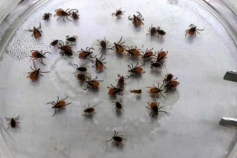 A Drexel lab is studying various species of ticks, such as these deer ticks, in an effort to map which of the pests are spreading disease, and where.