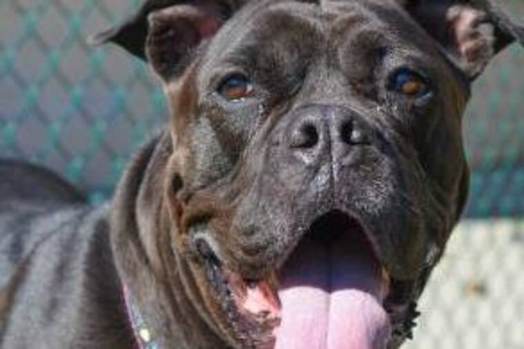 Hayley, PSCPA pet of the week