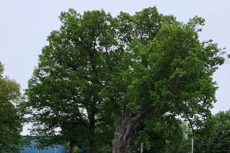 The Salem Oak's lifespan far surpassed that of the average white oak, which typically lives to be 200-300 years old.