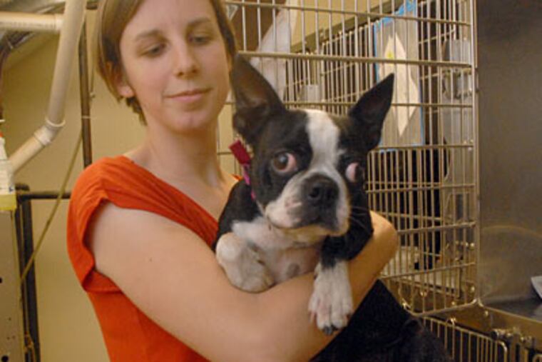 At the Philadelphia Animal Welfare Society, community program coordinator Natalie Smith holds Roxanne, a Boston terrier. Roxanne was given up by her owners because they couldn’t afford veterinary treatment for her intestinal problems. (April Saul / Staff Photographer)