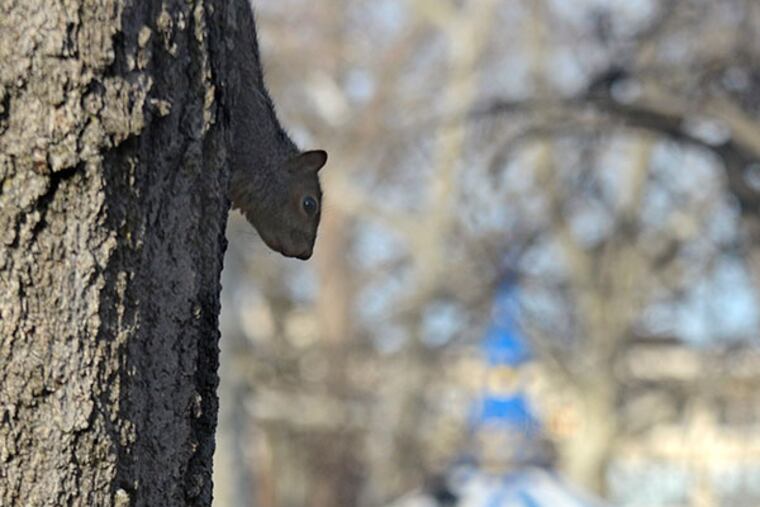 A squirrel climbs down a tree in Franklin Square Park January 13, 2014. ( TOM GRALISH / Staff Photographer )