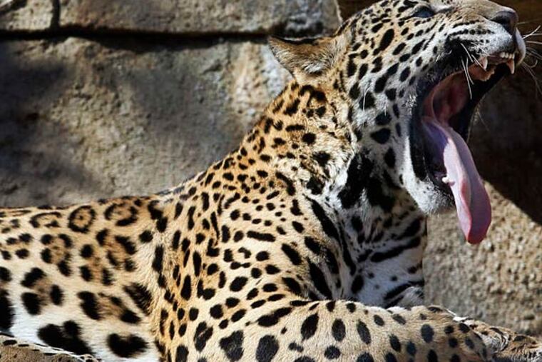 One of the Philadelphia Zoo's big cats. The zoo's 'Big Cat Crossing,' an overhead mesh walkway, is set to open on Saturday, May 20, 2014.