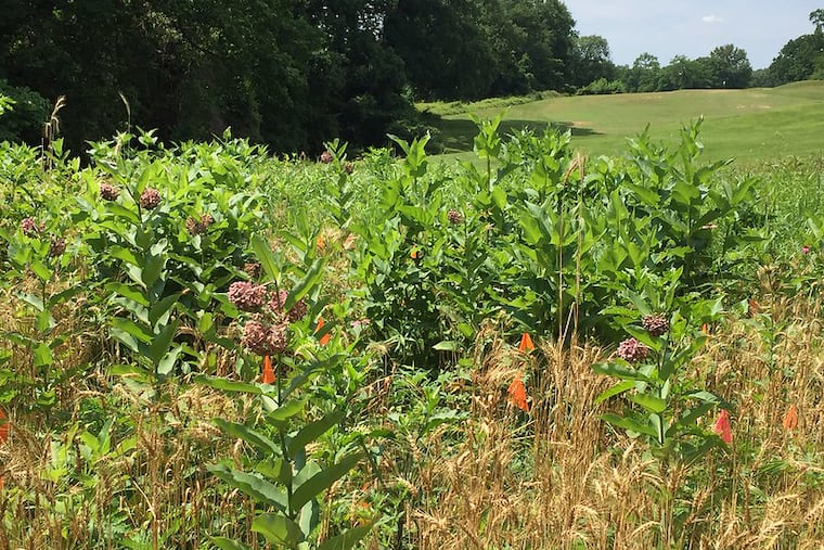 With summer at its height, invasive plants, like these in Rock Creek Park near Washington, D.C. , are spreading. One remedy is to stay on the trails and keep your dog on a leash, which reduces the spread of seeds.