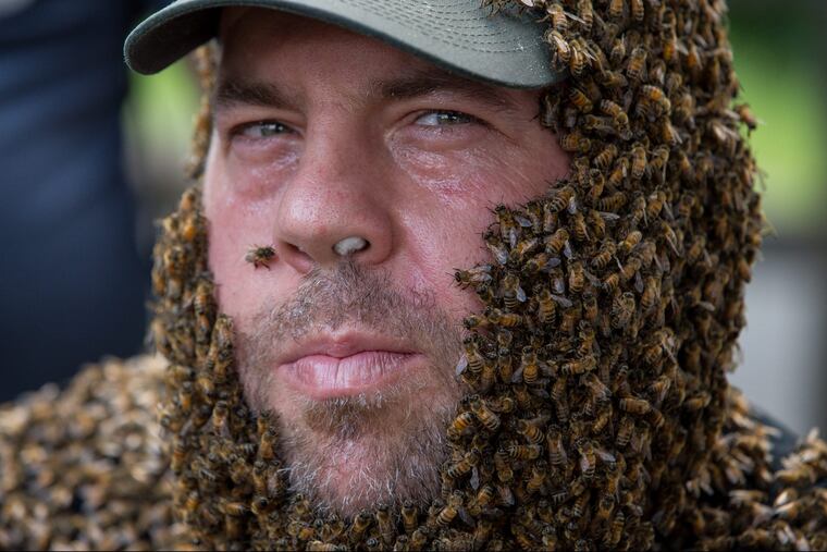 Apiarist Don Shump, of the Philadelphia Bee Company, demonstrates a Bee Beard at The 8th Annual Philadelphia Honey Festival at Bartram's Gardens, in Philadelphia, Sunday, Sept. 10, 2017.