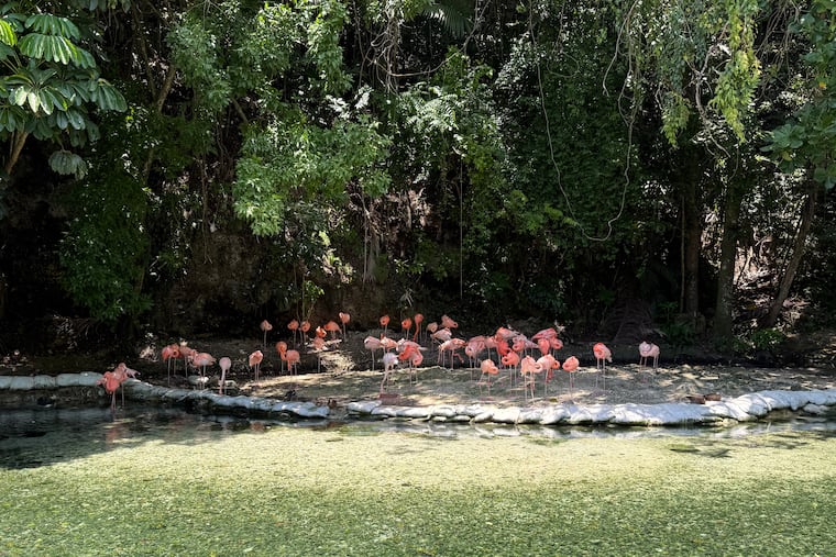 Flamingos, some of which were rehabilitated, gather in the shade at Santo Domingo's National Zoological Park in Dominican Republic, Wednesday, June 17, 2026.
