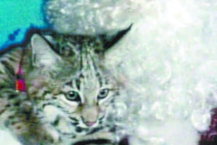 "Santa" Jonathan Bebbington with a pixie-bob, the domesticated cat that bit him at an animal fund-raiser. It was originally thought to be a bobcat.