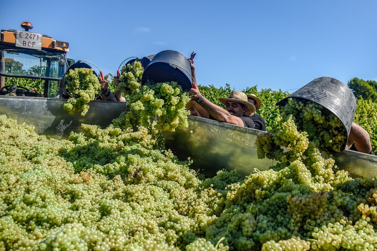 Grape harvest ahead of cava wine production near Barcelona.