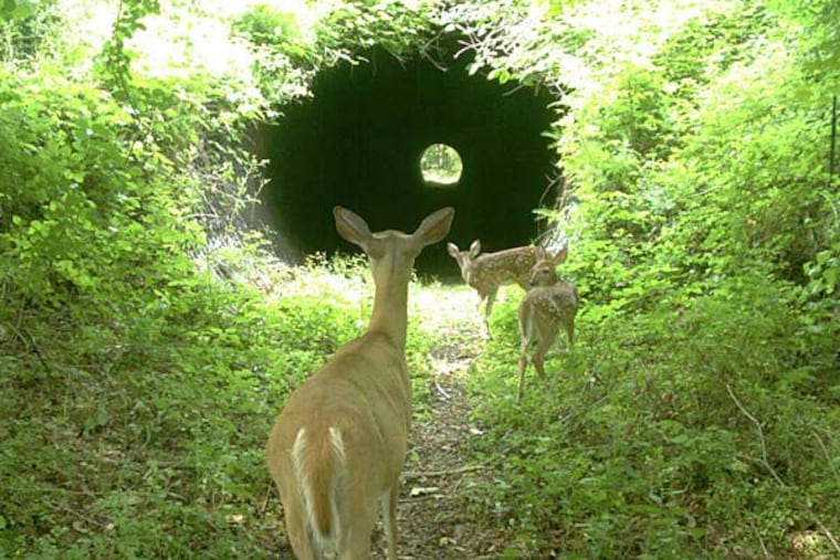 Fawns make their way under Route 80 in North Jersey. Cameras also have recently shown endangered bobcats, a bear cub, and opossums using the tunnels. (NJDEP)