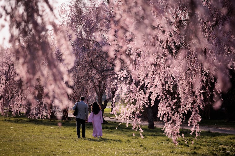 Nadim Mahmud (left) and Nosheen Reza, both of Point Breeze, walk through the flowering trees in West Fairmount Park near the Mann Center.