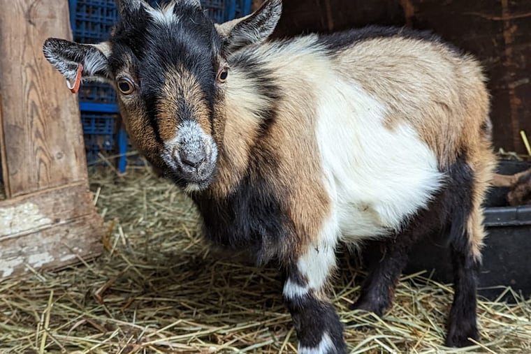Two Pennsylvania vegan festivals canceled goat yoga and cuddling sessions scheduled with Steinmetz Family Farm of Berks County after critics called the practice animal exploitation.