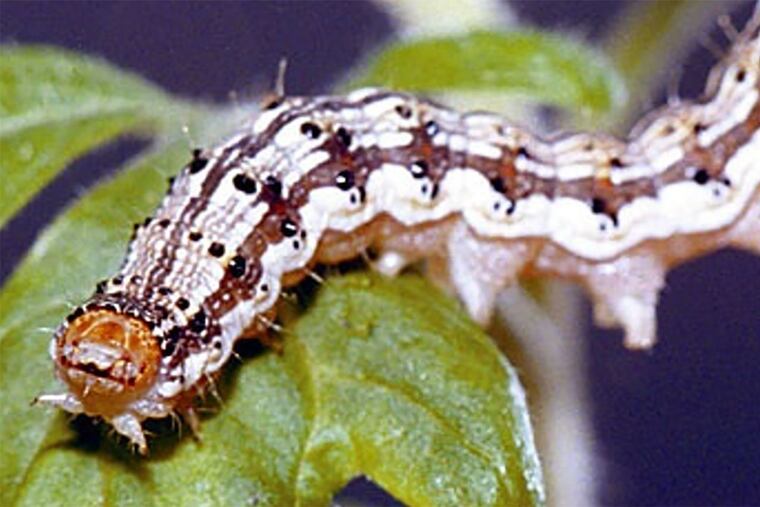 Penn State scientists found that the saliva from this type of caterpillar can silence a "cry for help" — a chemical distress signal emitted by the tomato plant when the caterpillar is nibbling on its leaves.