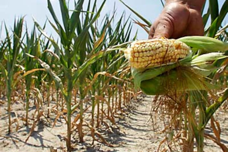 FILE - In a Wednesday, July 11, 2012 file photo, Steve Niedbalski shows his drought and heat stricken corn while chopping it down for feed in Nashville, Ill. U.S. wholesale prices increased in July from June, pulled up by higher costs for cars and light trucks and the biggest increase in corn prices in nearly six years. The U.S. Agriculture Department said Aug. 10 that the U.S. corn harvest will fall to its lowest level in five years this year because of the drought. The Labor Department said Tuesday, Aug. 14, 2012 that the producer price index, which measures price changes before they reach the consumer, increased a seasonally adjusted 0.3 percent last month. That followed a 0.1 percent gain in June. (AP Photo/Seth Perlman, File)