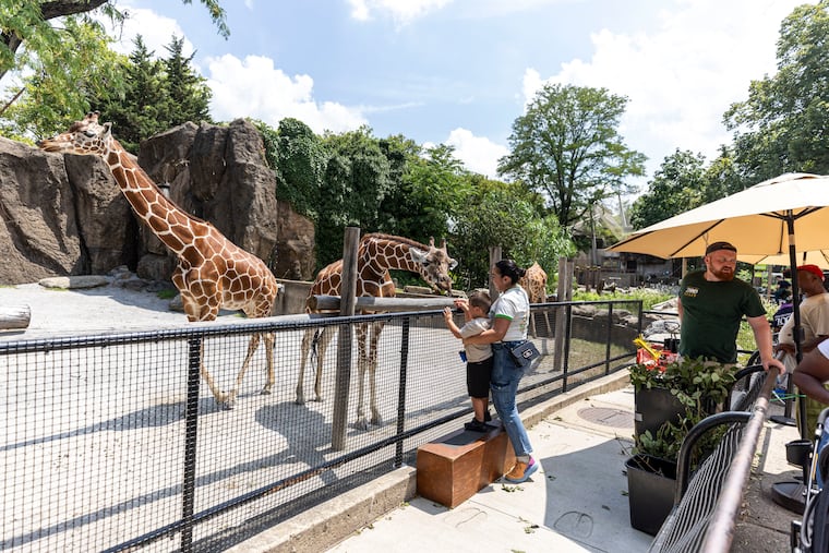 People lined up to feed the giraffes at the Philadelphia Zoo in August 2024.