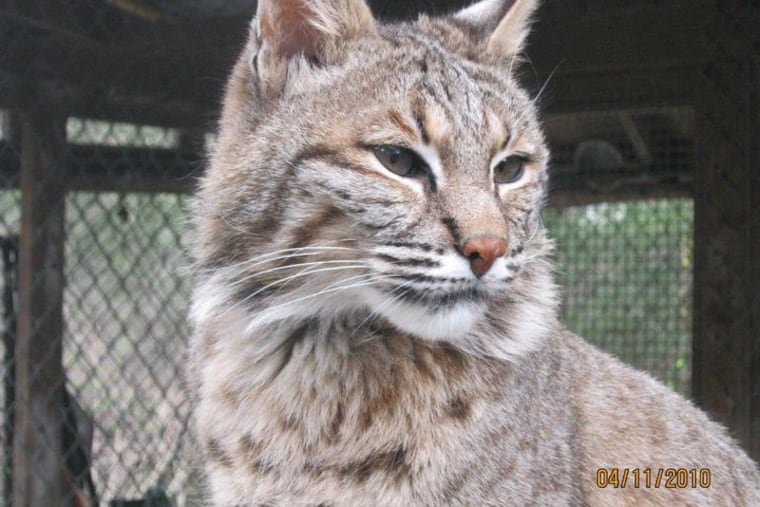 Blanche, a 22-year-old North American bobcast, had a terrible Friday. She was stolen from a Poconos zoo and stuffed into the trunk of a car for hours before the alleged cat burglar was arrested.