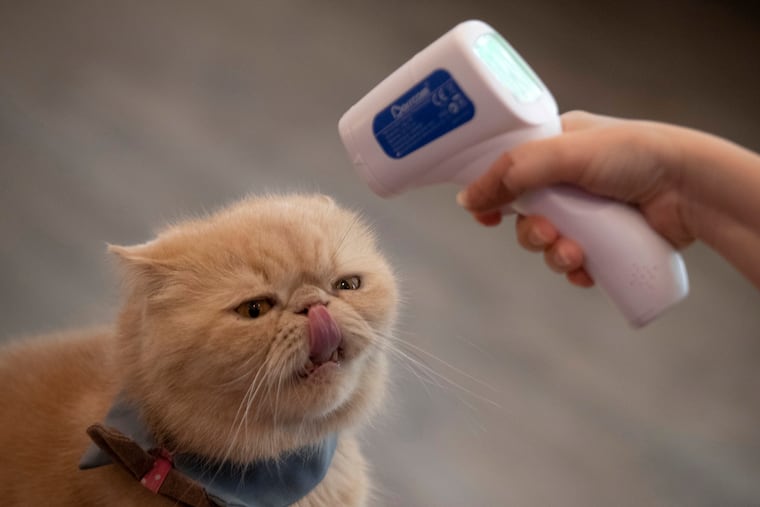 The owner of a cat cafe checks the temperature of one of her cats in Bangkok, Thailand.