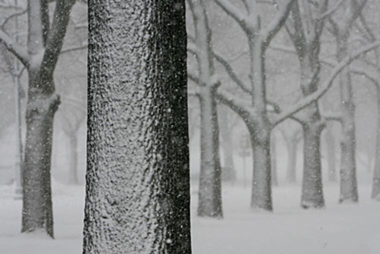 Remember this? Here's what a big snowstorm looked like last winter on trees near the Philadelphia Museum of Art. A winter storm is predicted for the region today through Monday. (Michael S. Wirtz/File)