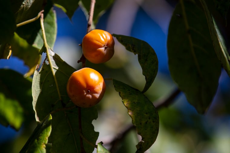 The American persimmon, a foraged fruit that's found in Philadelphia, is hard to come by.
