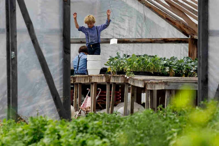 Amish children help with chores in Centerville, N.Y., south of Buffalo. Amish centers in Pennsylvania and Ohio have lost families while numbers in New York have boomed.