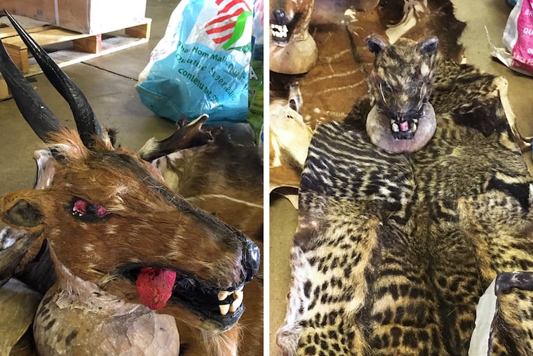 Skins and skulls seized by U.S. Customs and Border Patrol.