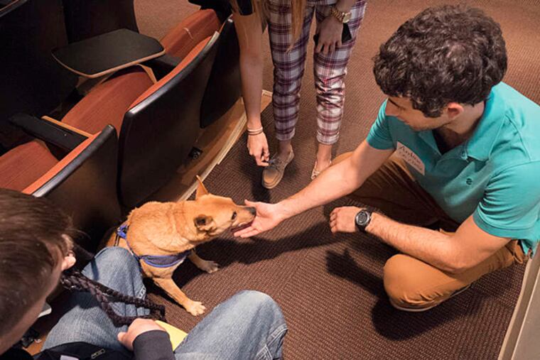 Drexel University therapy dog Jersey gives nursing student Andrew DeMaio a sniff. Jersey has office hours, a Drexel ID, and a devoted following. (Ed Hille/Staff Photographer)