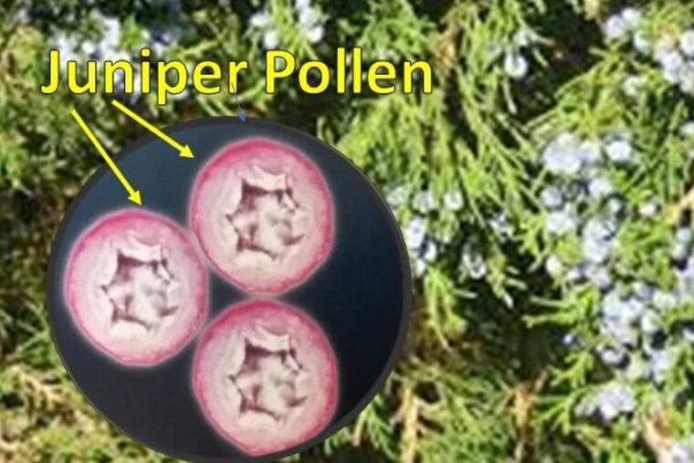 Juniper pollen up close and too personal.