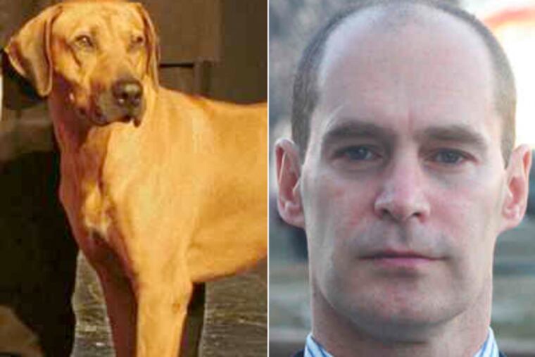 Some Haddonfield residents are in favor of banning the Rhodesian ridgeback breed (left) from town after several attacks by one of surgeon Bob Taffet's prize-winning dogs (right).