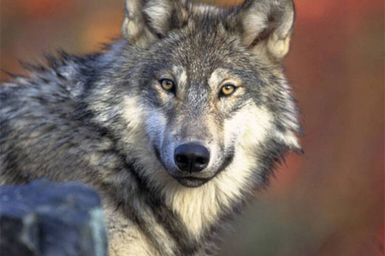 his April 18, 2008 photo released by the U.S. Fish and Wildlife Service shows a gray wolf. The Obama administration on Friday, June 7, 2013 proposed lifting most of the remaining federal protections for gray wolves across the mainland states, a move that would end four decades of recovery efforts but has been criticized by some scientists as premature. A rule being proposed by the U.S. Fish and Wildlife Service to remove most species of wolves from the endangered species list would end federal protection for any wolves that move into upstate New York or northern New England from Canada or elsewhere. (AP Photo/U.S. Fish and Wildlife Service)